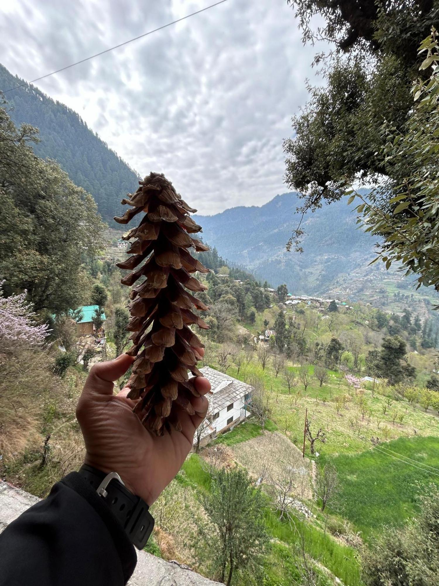 Mozo Inn&Cafe Jibhi Banjār Esterno foto